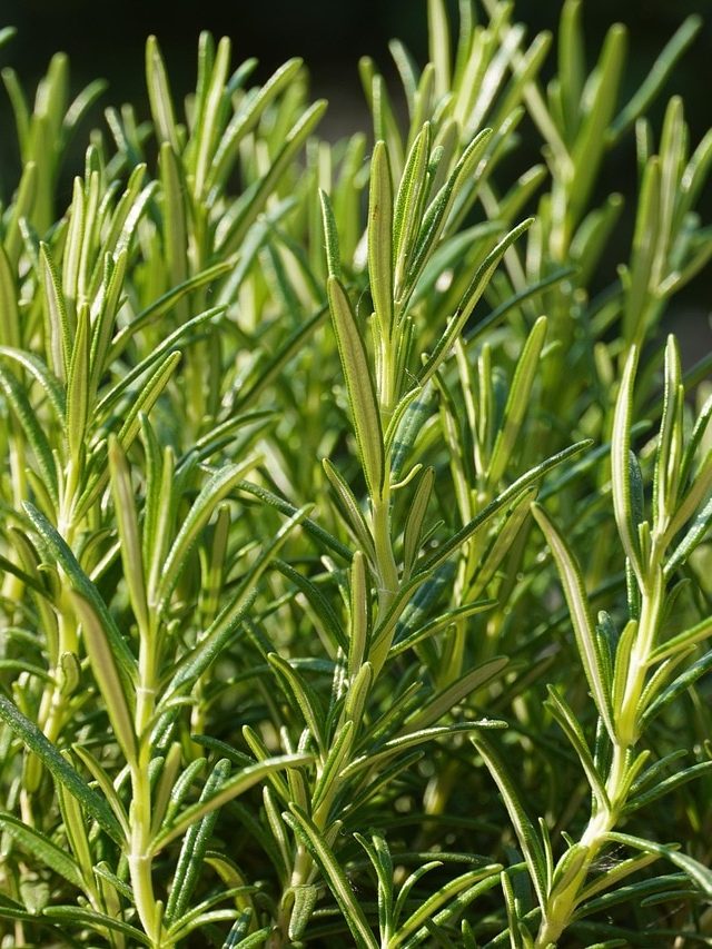 চুল ও ত্বকের জেল্লা বাড়ায়, বাড়িতে এভাবে রোজমেরি লাগান