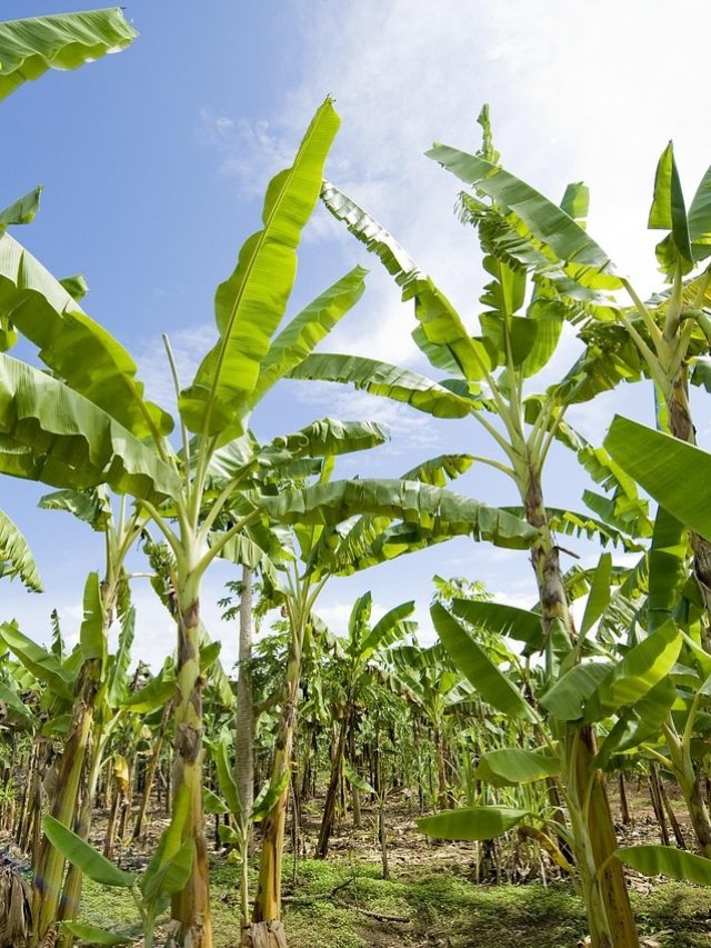 বাড়িতে কলাগাছ পুঁতছেন, সৌভাগ্য না দুর্ভাগ্যের? জানেন