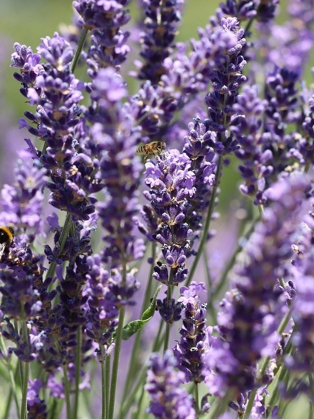 বর্ষায় বাড়িতে এই গাছটি রাখুন, পালিয়ে যাবে সাপ