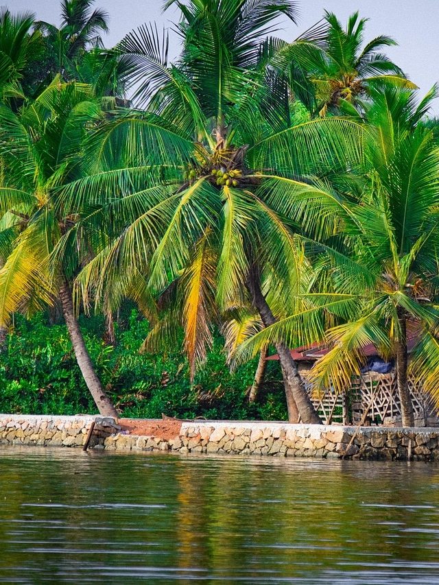 বাড়িতে নারকেল গাছ থাকলে এসব হয়, জেনে নিন