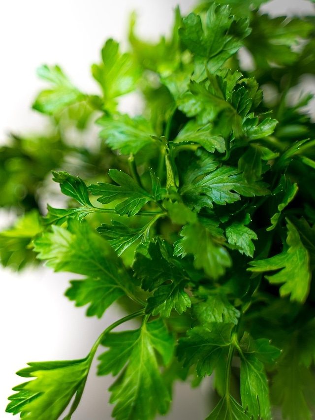 आसान है गमले में हरा धनिया उगाना, जानें स्टेप बाय स्टेप पूरा प्रोसेस