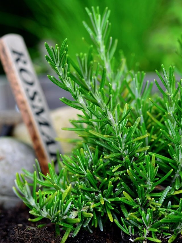 घर में उगाएं रोजमेरी का पौधा, खाने में आएगा फ्लेवर, गार्डन भी होगा खुशबूदार