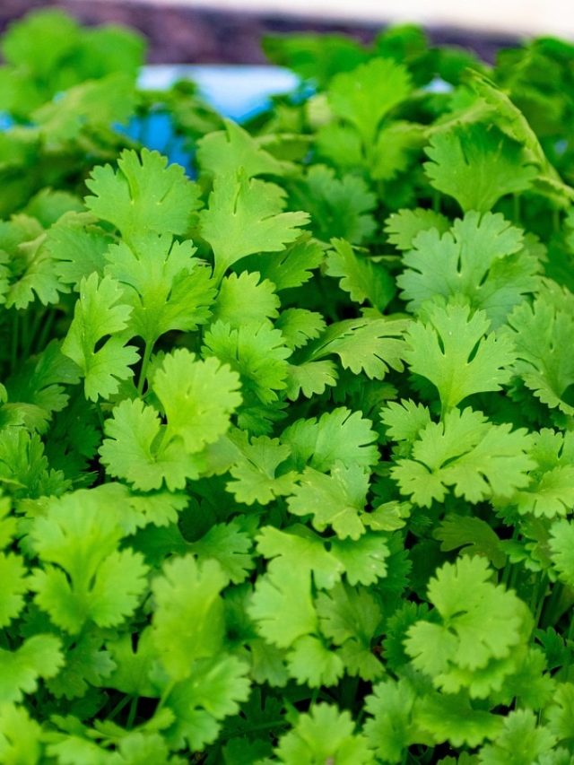 বাড়ির টবেই হবে গুচ্ছ গুচ্ছ ধনেপাতা, চাষের প্রক্রিয়াটা জেনে নিন
