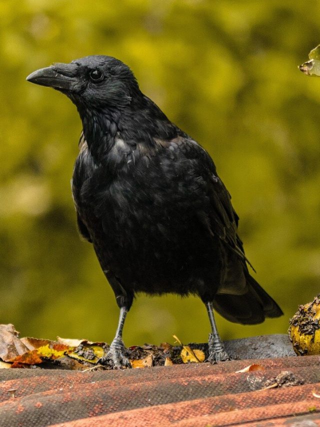 রোজ সকালে বাড়িতে কাকের আনাগোনা কিসের ইঙ্গিত? জেনে নিন