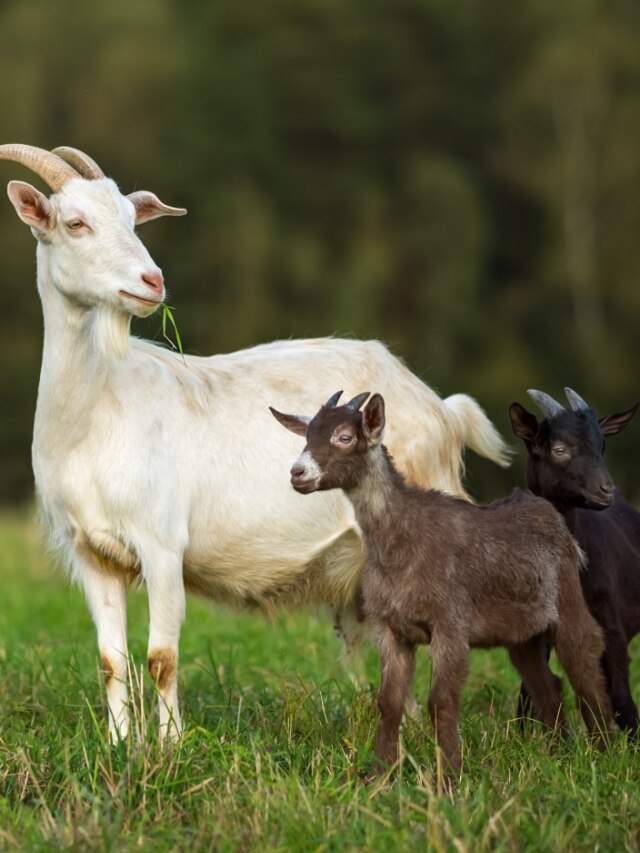 बकरी के लिए टीकाकरण क्यों है जरूरी? जानिए सबकुछ