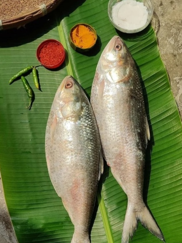 মরশুম শেষের আগেই ইলিশ সংরক্ষণ করুন, সারাবছর খাবেন