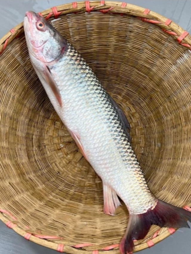 দাম কম কাজ বেশি, রুই-কাতলার সব গুণ সস্তার মাছে