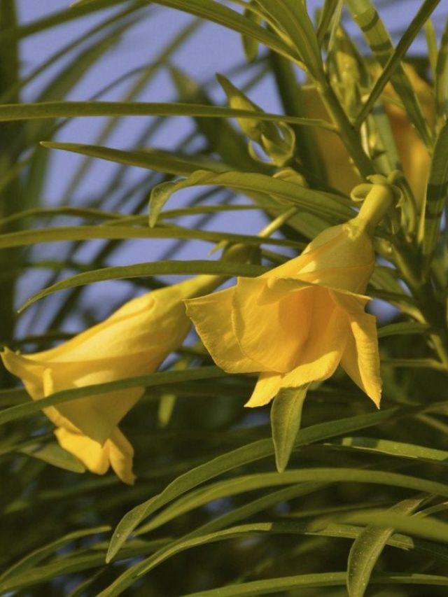 इस सावन गमले में लगाएं कनेर का पौधा, जानें आसान तरीका