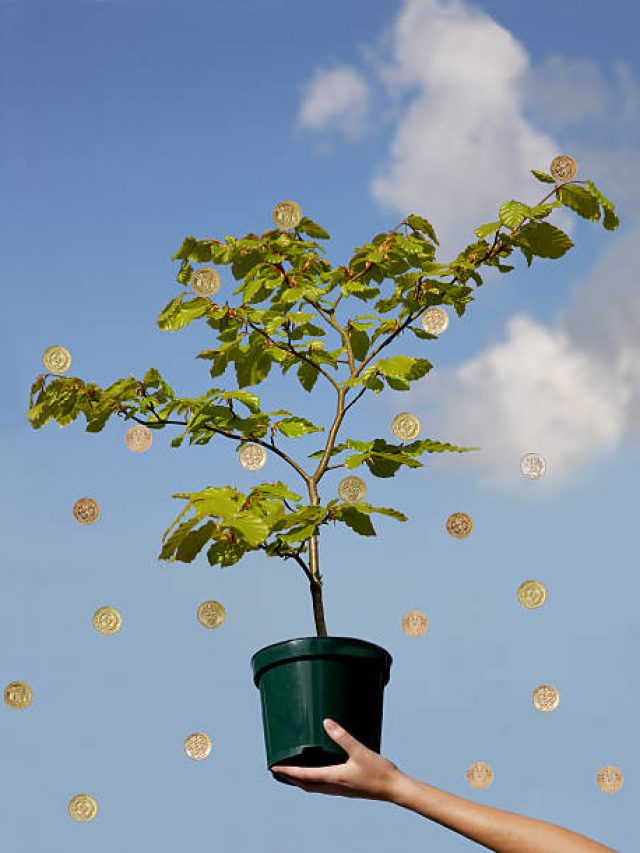 घर की इस दिशा में रखा मनीप्लांट लाता है गरीबी, नहीं होने देता लक्ष्मी की कृपा