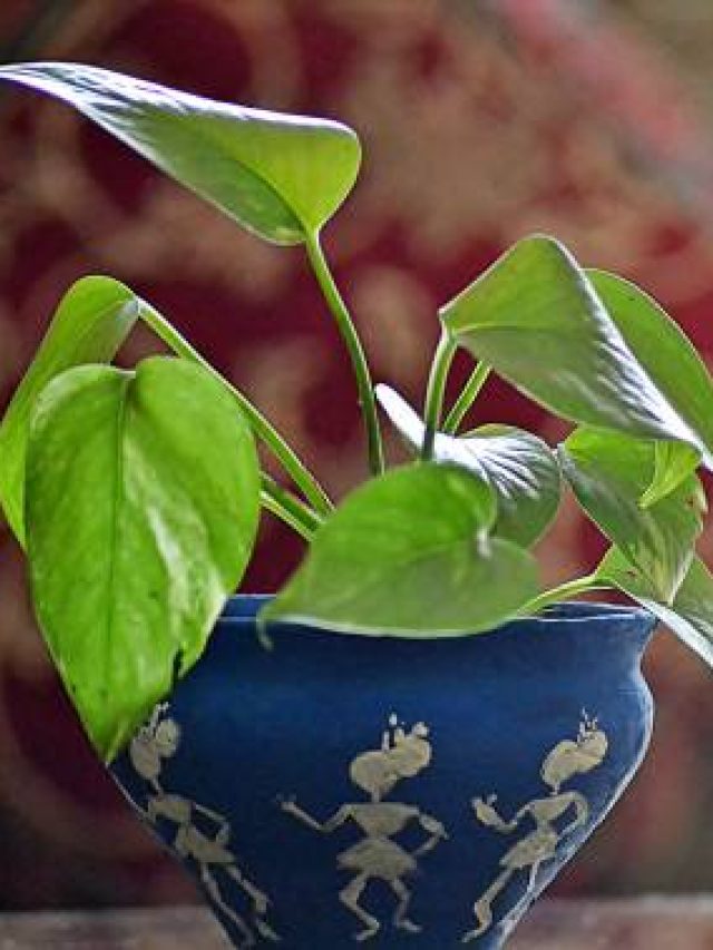 घर की इस दिशा में रखना चाहिए मनीप्लांट, कोसों दूर रहेगी गरीबी