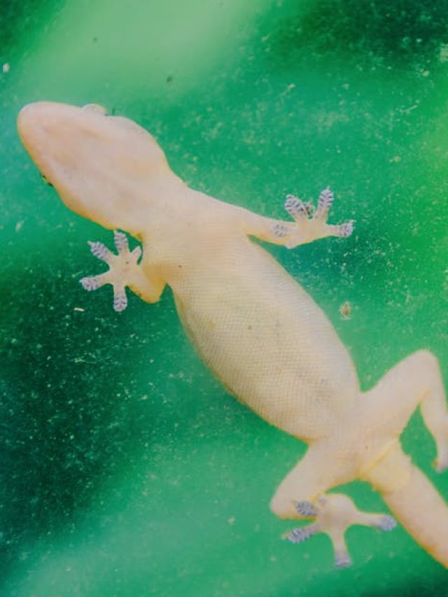 क्या वाकई घरों में नजर आने वाली छिपकली में होता है जहर? अगर खाने में गिर जाए तो?