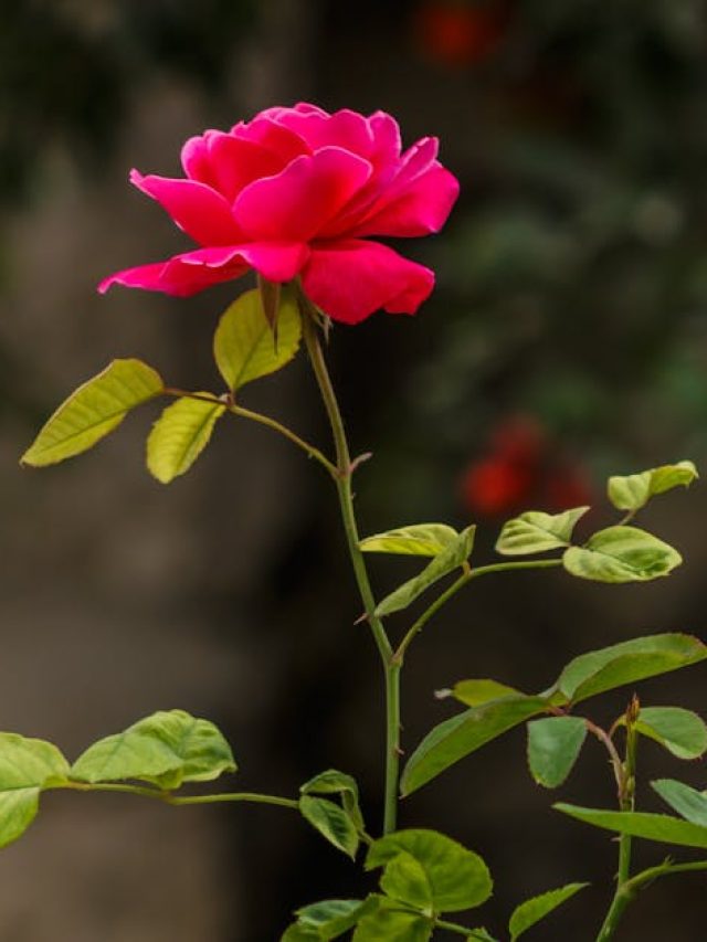 गुलाब के पौधे को कब-कब देनी चाहिए खाद? यहां जानें