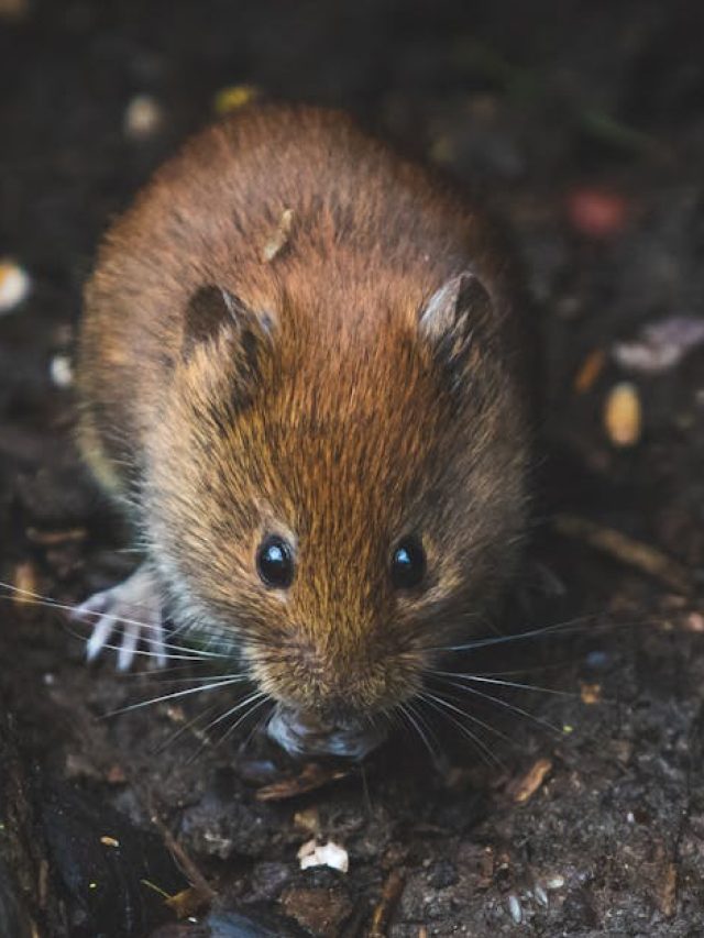 क्या चूहों को मारने पर हो सकती है जेल? जान लीजिए कानून क्या कहता है