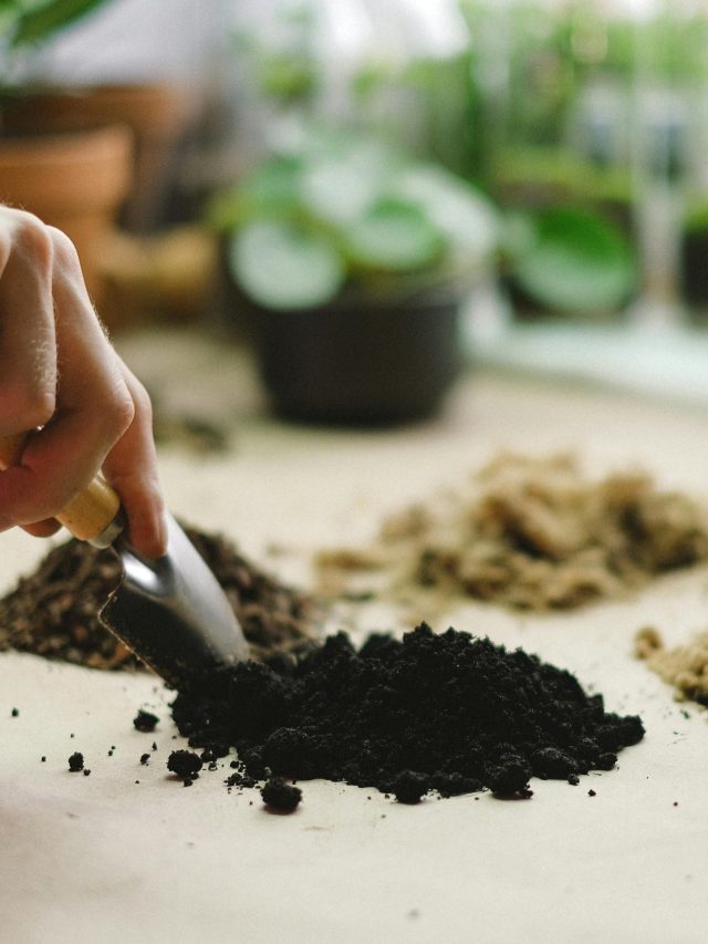 दोमट, चिकनी, रेतीली... ये हैं पेड़ों की अच्छी ग्रोथ वाली 8 मिट्टियां