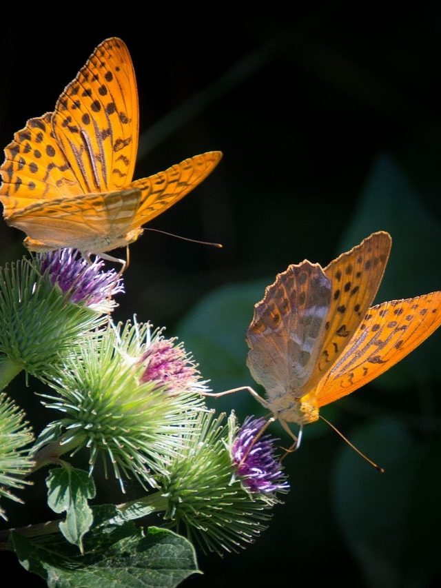 বিয়ে নয়, বাড়িতে প্রজাপতি আসার আসল কারণ জানেন?