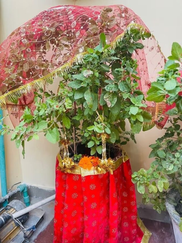তুলসী গাছ এখানে রাখা মানেই অঘঙ্গল, দেবী লক্ষ্মী রুষ্ট হন