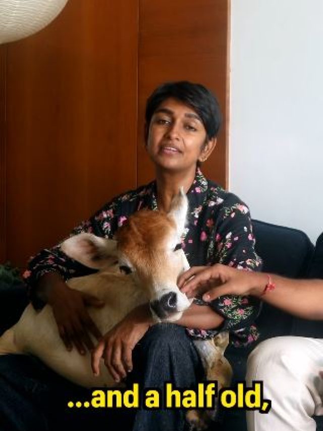 चेन्नई की 28वीं मंजिल पर रहता है बछड़ा, वीडियो वायरल