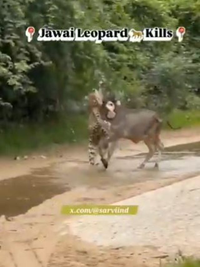 तेंदुए से भिड़ गई गाय! जंगल में ममता की ताकत का वीडियो हुआ वायरल