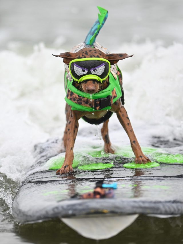 दही, लौकी की सब्जी और... हर रोज कुत्तों को क्या खिलाते हैं आर्मी वाले?