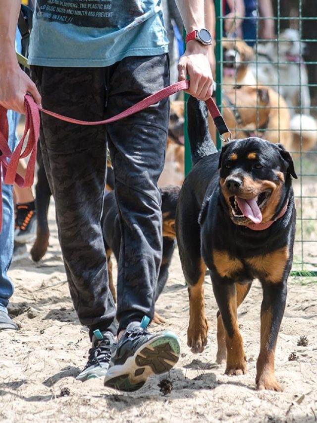 Insurance nightmare: The 9 dog breeds labeled ‘high risk’ in 2025