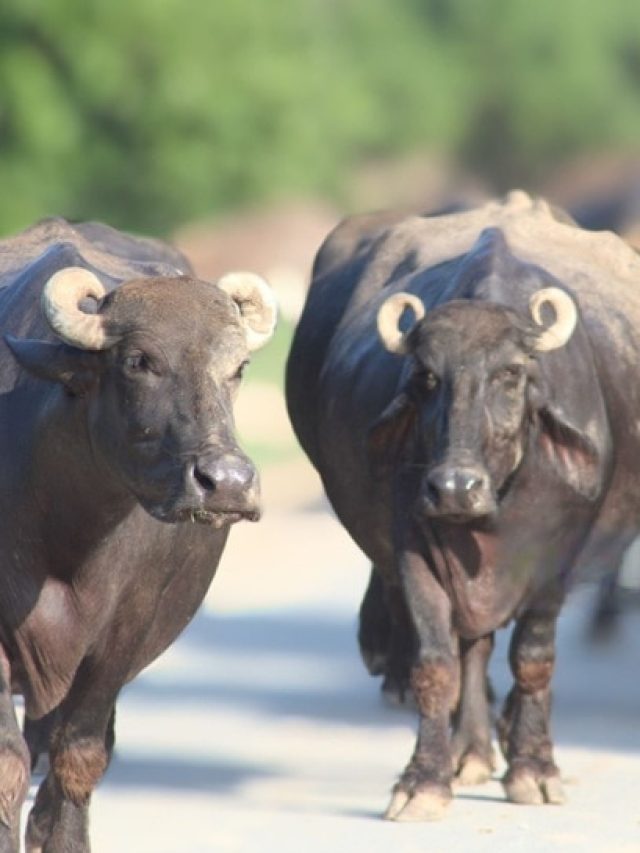 भैंस-पालन से करनी है तगड़ी कमाई, तो ले आएं ये नस्ल, सब पूछेंगे नाम