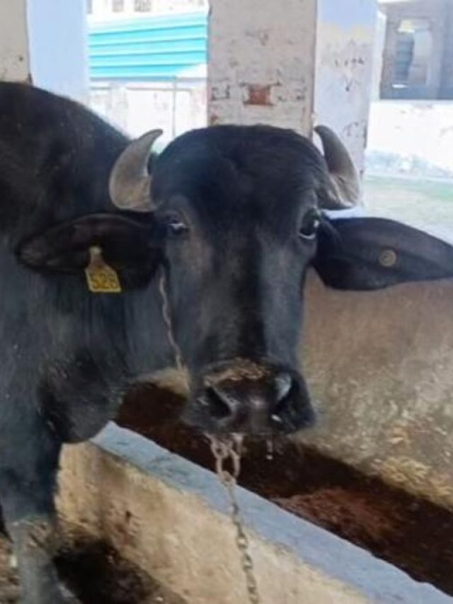 भैंस रोज देगी 15 लीटर दूध! बस फॉलो करें ये डाइट