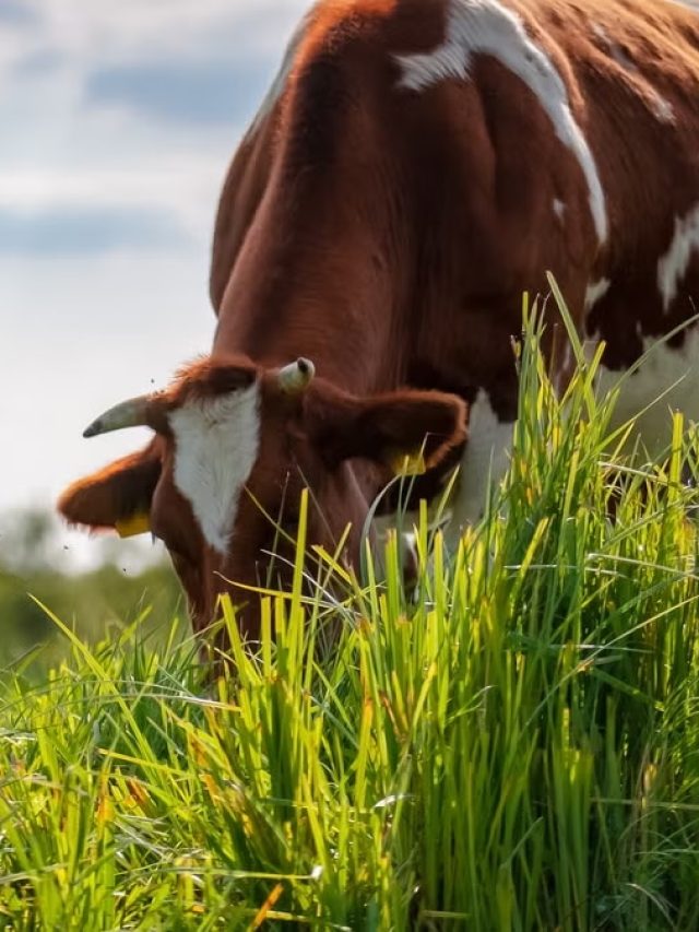 दुधारू गाय को एक दिन में कितनी बार खिलाएं हरा चारा, जानें सही तादाद