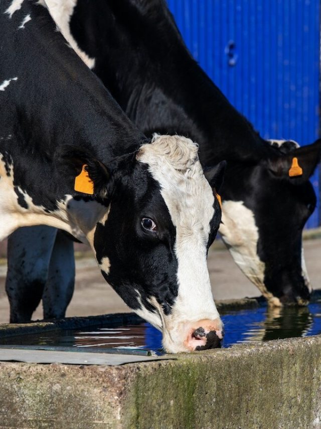 दुधारू पशु के बेहद जरूरी है पानी, जानें कब और कितनी मात्रा में देना सही