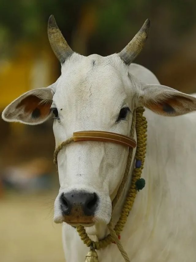 गाय को लंपी बीमारी से बचाना है? तो करें ये जरूरी उपाय