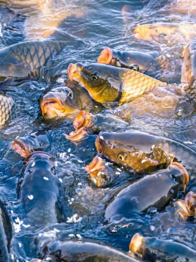 तालाब में मछलियों को इन बीमारियों का खतरा, जान लीजिए बचाव के तरीके