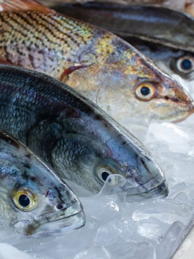 ⁠मछली पालन के लिए बेस्ट हैं ये खास वैरायटी, खूब होगा मुनाफा