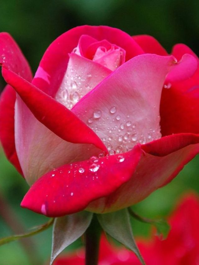 Friendship Day Shayari: लोग हर बात का अफसाना बना देते हैं...