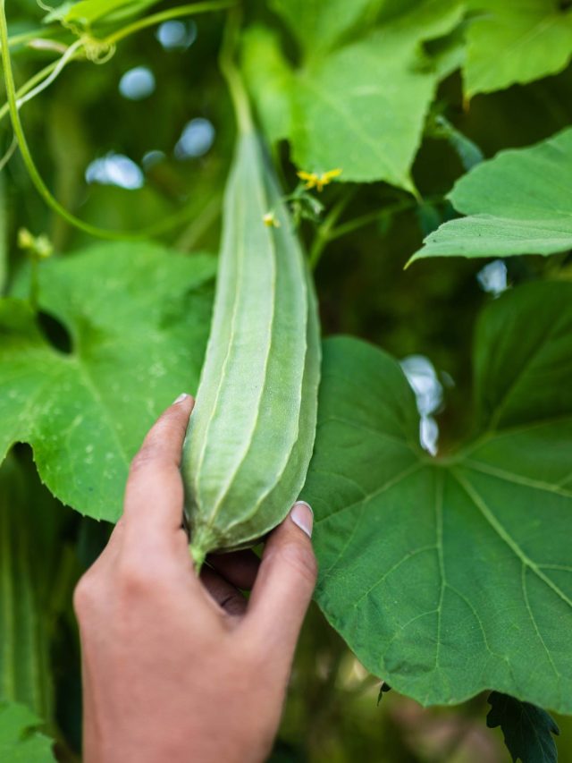 तोरई की बेल पर नहीं आ रहे फल? जड़ में डाल दें ये लिक्विड खाद, बनाना भी आसान