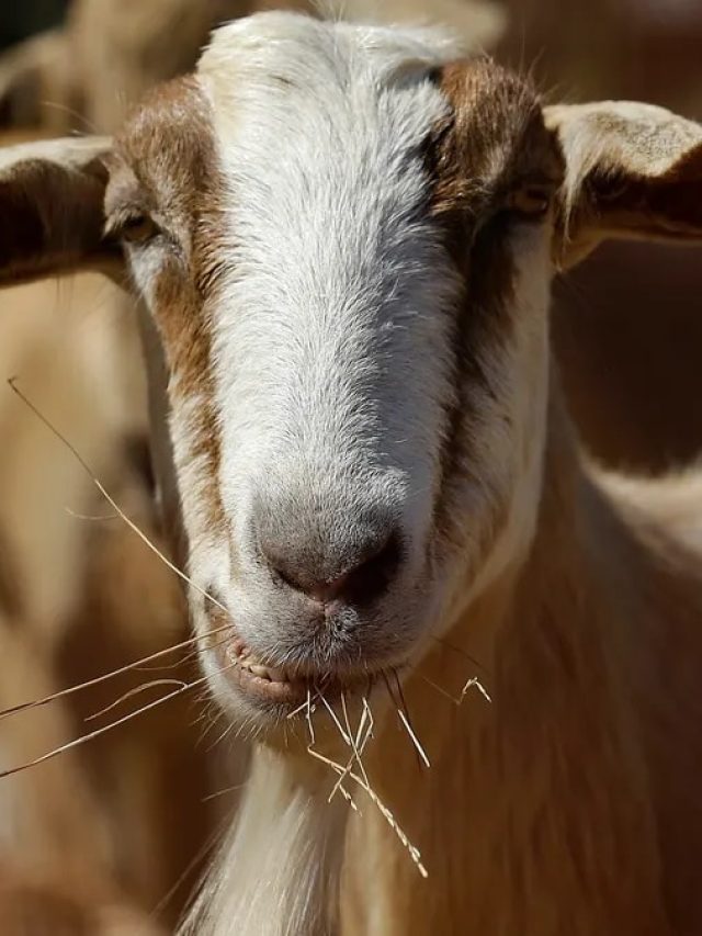 बकरी के दूध से बनाएं पाउडर, होगी खूब कमाई, जानें क्या है तरीका