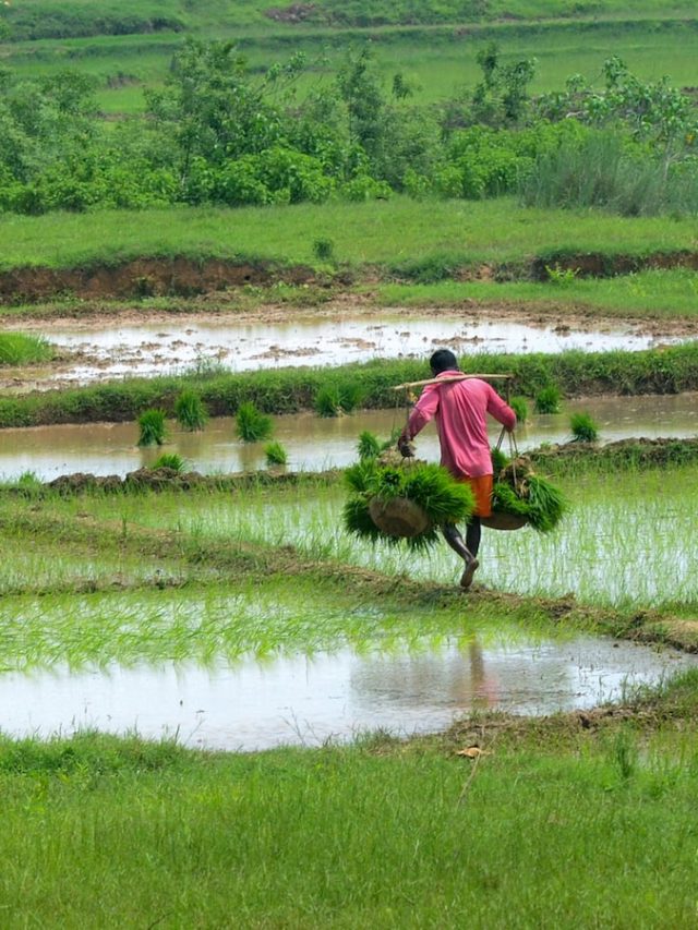 फसलें डूबीं, जानवरों के चारे के लिए किसान परेशान, देखें बाढ़ से बेहाल औरैया का हाल