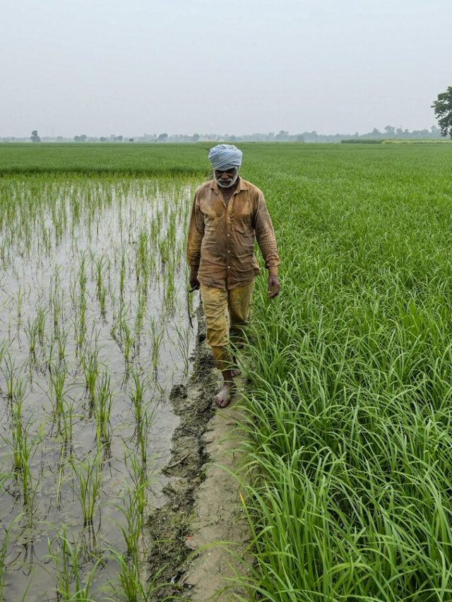 मौसम की भविष्यवाणी के आधार पर कैसे खेत तैयार करें किसान, जान लीजिए
