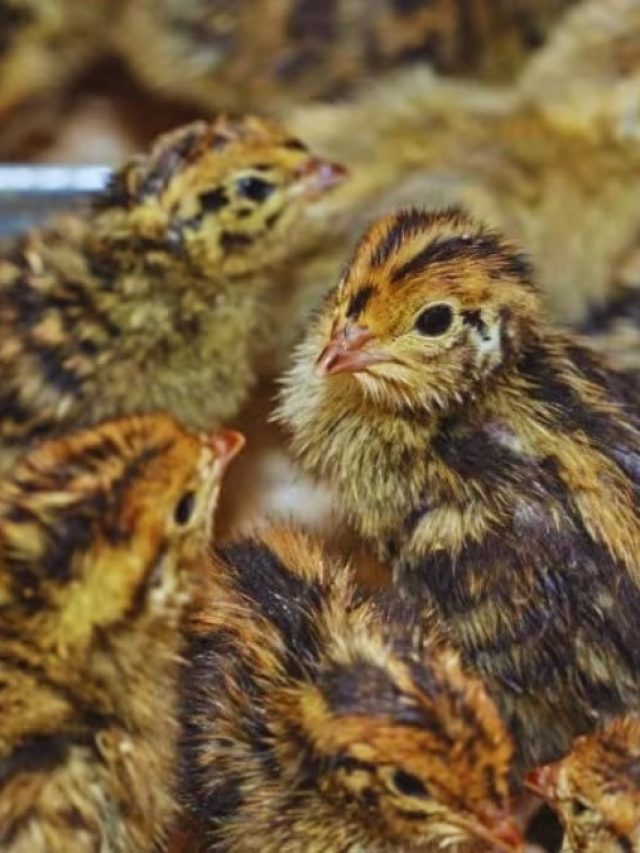 मुर्गी के अलावा इन पक्षियों को पालकर भी कर सकते हैं मोटी कमाई