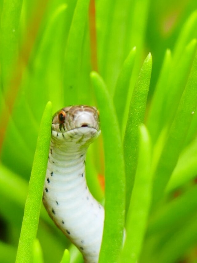 सांपों को इनविटेशन देते हैं ये पौधे... कहीं आपके घर के आसपास तो नहीं