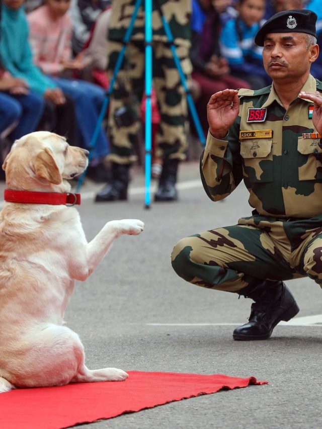 कितने साल सेना में रहते हैं डॉग्स? रिटायरमेंट के बाद क्या होता है?