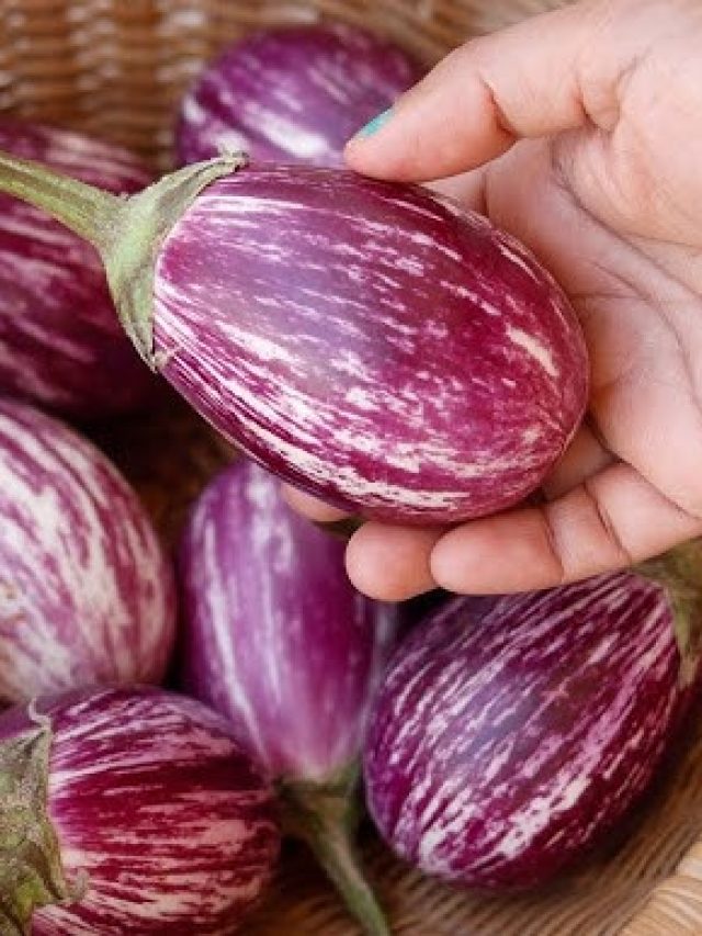 ভাজা-পোড়া কিচ্ছুটি নয়, বেগুন কারা মুখে তুলবেন না?