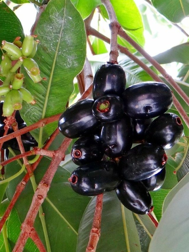 कभी नहीं होगी लिवर से जुड़ी दिक्कत, रोज पिएं आचार्य बालकृष्ण की बताई ये चीज