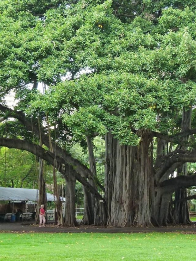 বাড়ির আশেপাশে বটগাছ থাকলে কী হয়? জানুন শাস্ত্র কী বলছে