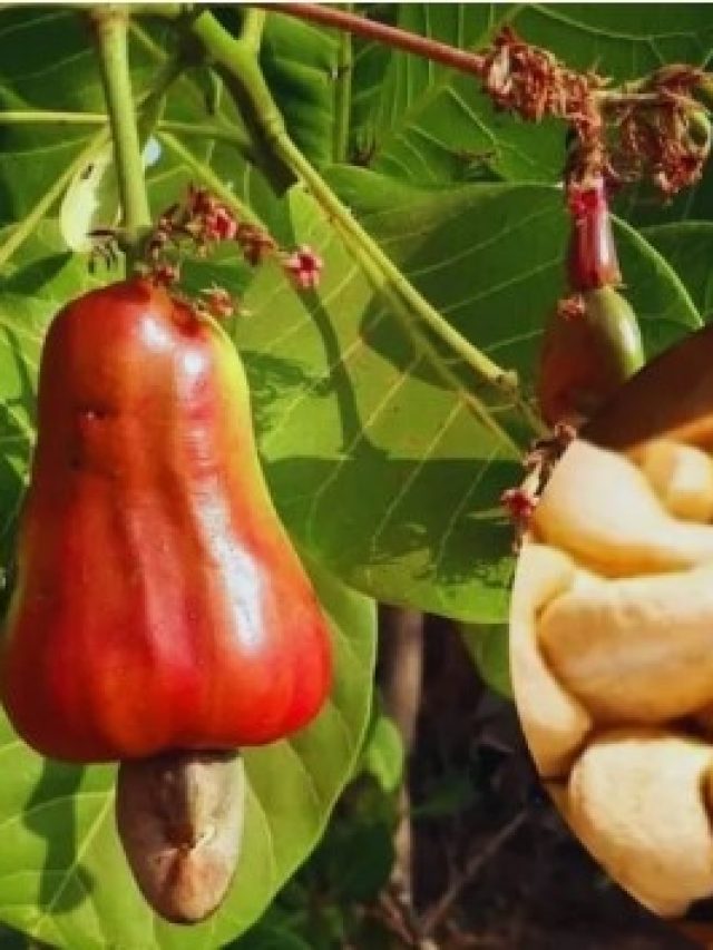 घर पर कैसे उगाएं काजू? बीज के चयन से लेकर देखभाल तक...ये है तरीका