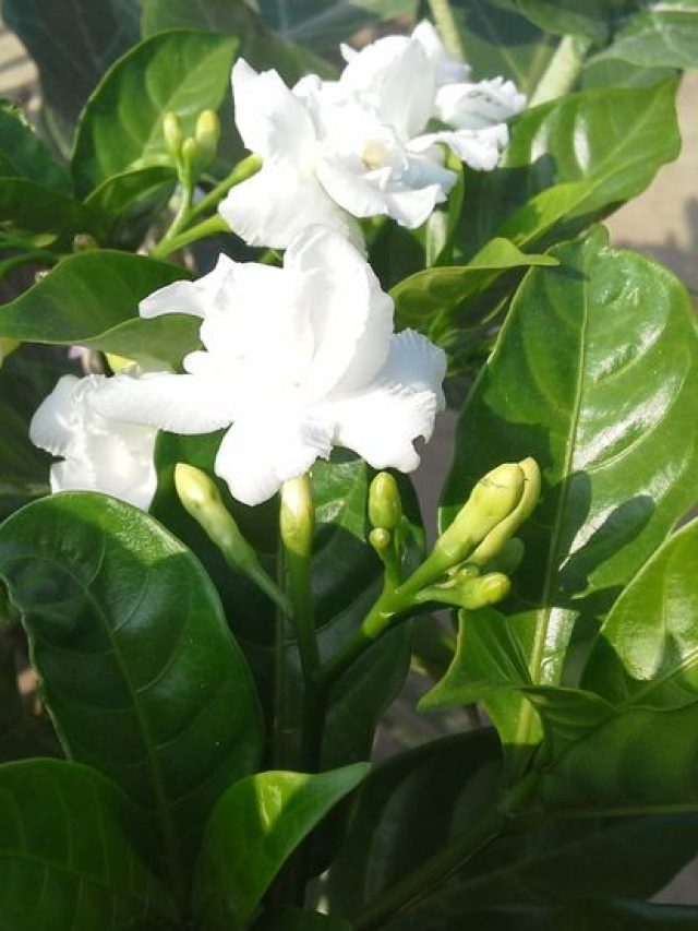 বাড়ির ছাদে রয়েছে টগর গাছ, কীসের ইঙ্গিত বাস্তুতে?