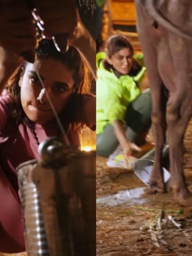 भैंस की पड़ी लात-पूंछ से खाई मार, दूध निकालने में निकला हसीनाओं का दम, पीछे छूटा ग्लैमर
