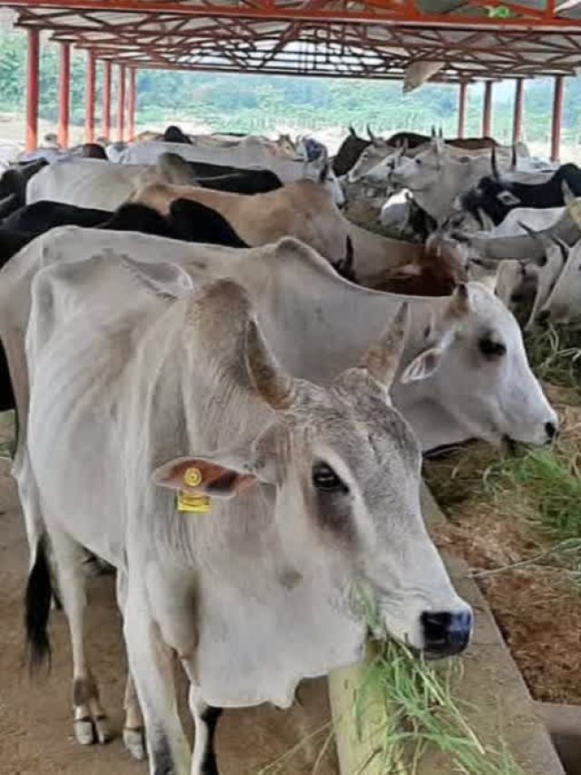 गर्मी ही नहीं सर्दियों में भी पशुओं को जरूर पिलाएं पानी, वर्ना होगा नुकसान!