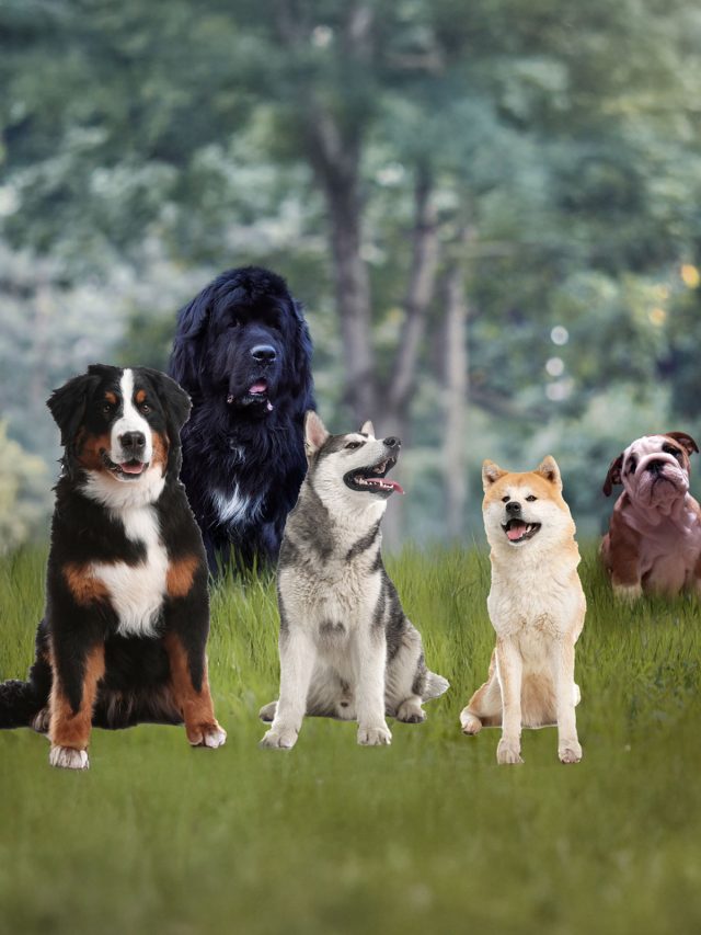 Vet warning: 9 dog breeds that should never live in India’s climate