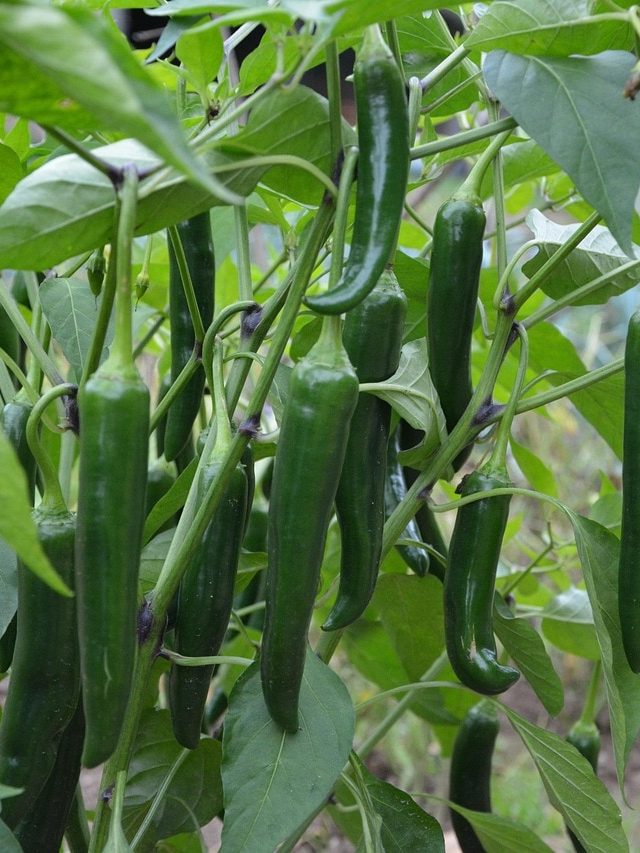 गमले में कैसे उगाएं हरी मिर्च का पौधा? ये है सही तरीका