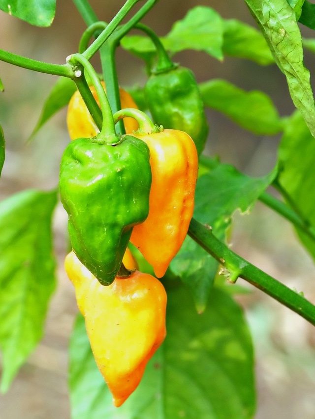 बरसात में करें हरी मिर्च की खेती, बढ़ेगा मुनाफा, ये है उगाने का तरीका