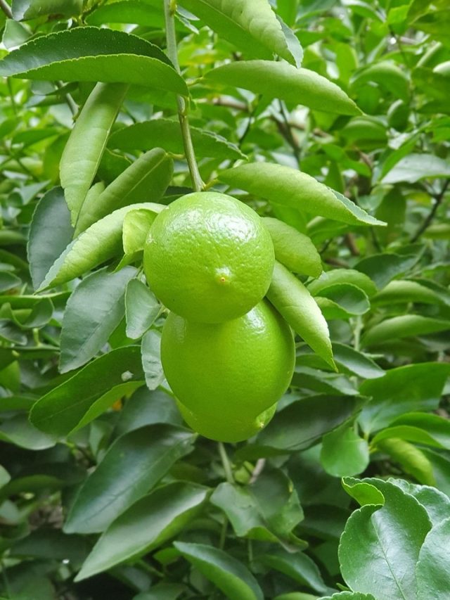 লেবু গাছে ফলন হচ্ছে না?  দিন এই মোক্ষম জিনিস, হাতেনাতে রেজাল্ট